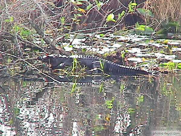 photo d'alligator dans les marais