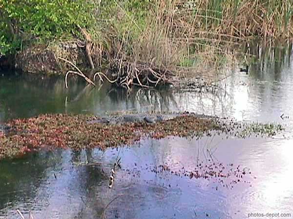 photo d'alligator dans le marais
