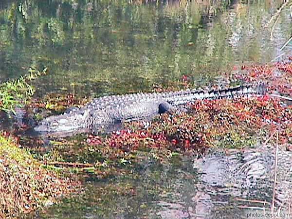 Alligator USA, Floride, Everglades, Photo 1998
