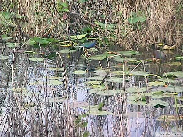 Oiseaux des marais USA, Floride, Everglades, Photo 1998