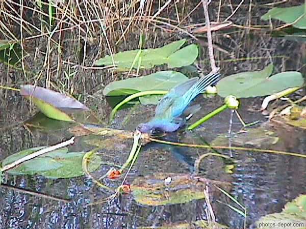 Oiseau bleu dans les marais USA, Floride, Everglades, Photo 1998