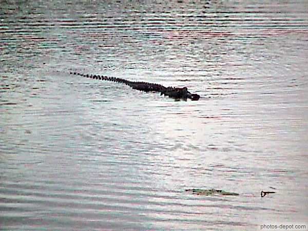 photo de crocodile au fil de l'eau