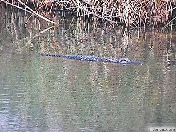 Crocodile au fil de l'eau USA, Floride, Everglades, Photo 1998