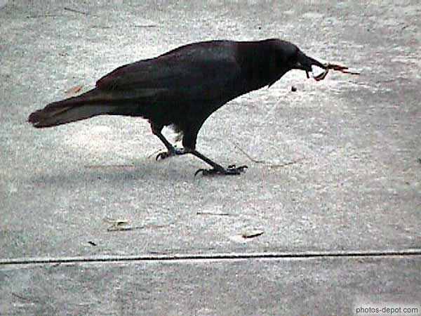 photo de corbeau noir