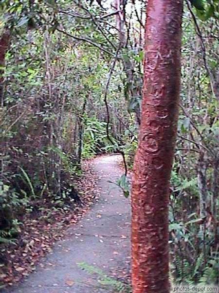 Chemin aménagé dans les marais USA, Floride, Everglades, Photo 1998