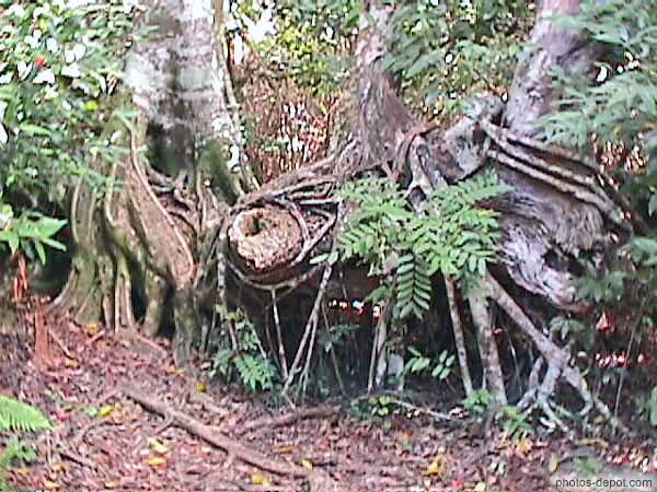 Racines aériennes dans la mangrove USA, Floride, Everglades, Photo 1998