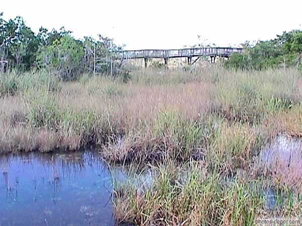 photo de pont dans les marais
