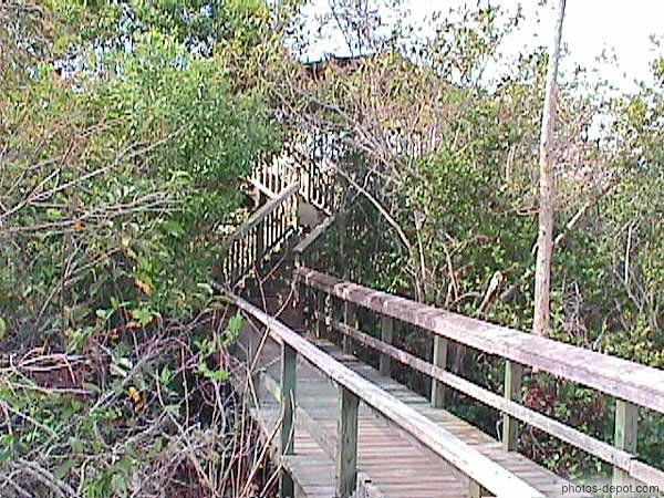 photo de passage de planches dans la mangrove