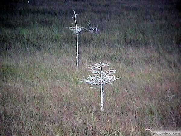 Vue de Pa-hay-okee Overlook USA, Floride, Everglades, Photo 1998