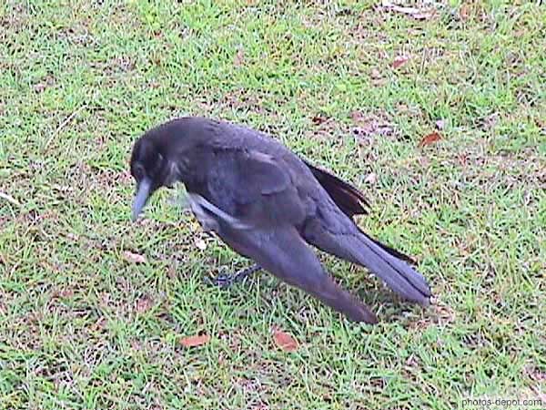 photo de corbeau noir