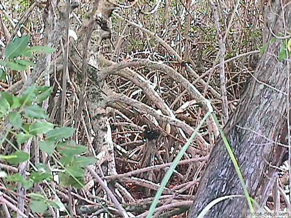 photo de racines aériennes des palétuviers dans la mangrove