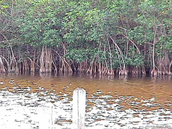 photo de mangrove