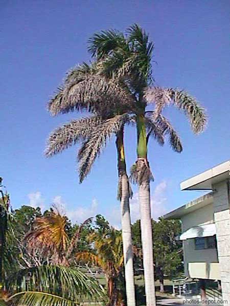 photo de palmier royaux