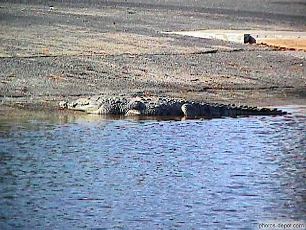 photo de crocodile au bord de l'eau