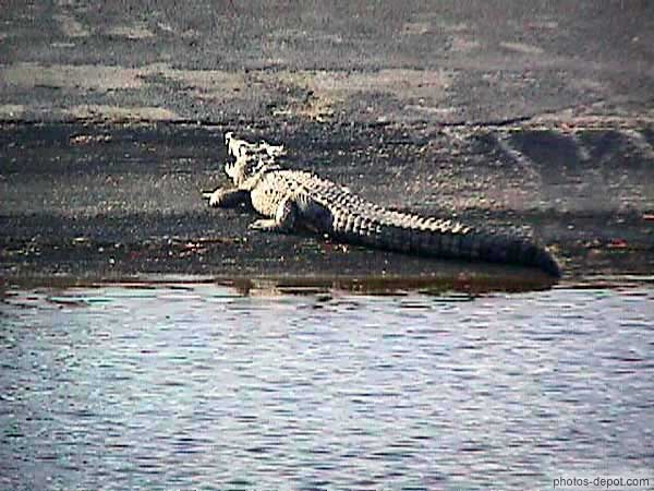 photo de crocodile au bord de l'eau