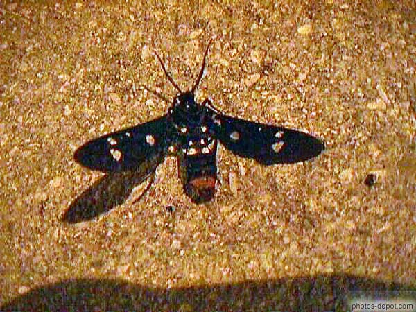 photo de papillon de nuit