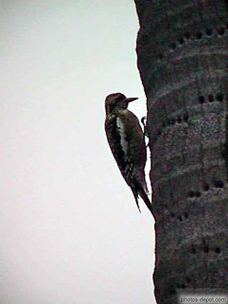 photo d'oiseau sur le tronc