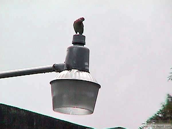 photo d'oiseau sur lampadaire