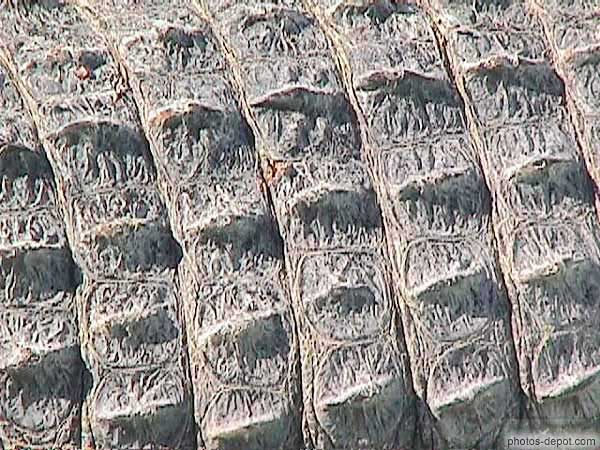 photo de peau de crocodile