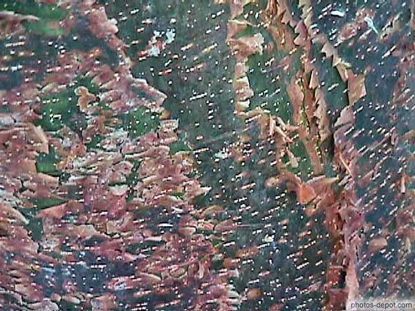 photo de tronc de gommier rouge (gumbo limbo)