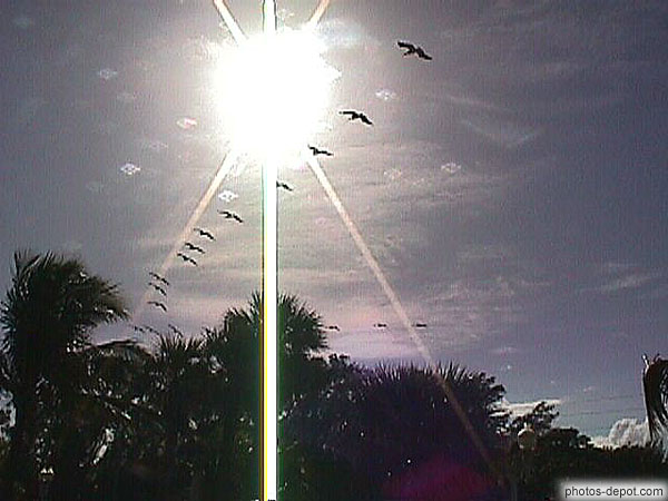 photo de vol de pélicans
