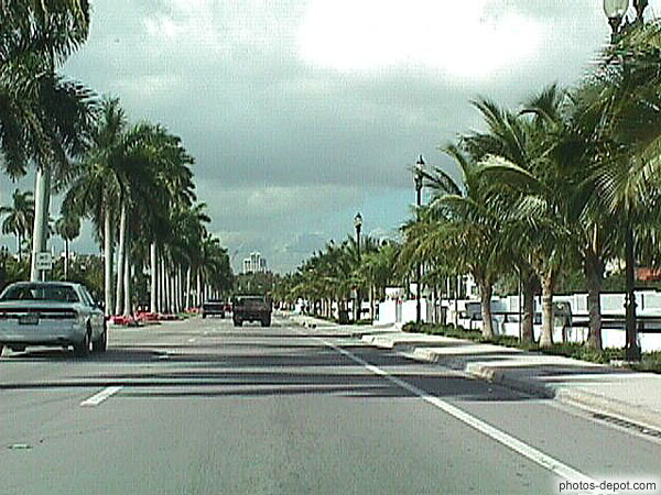 photo de grande avenue bordée de palmiers