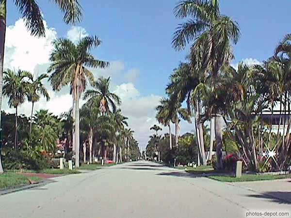 photo de route bordée de palmiers