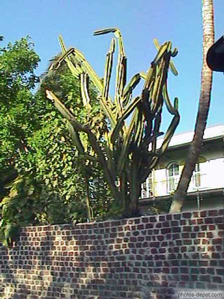 photo de cactus