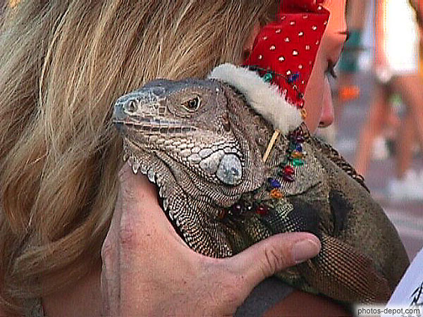 photo d'Iguane sur Mallory square le jour de Noël