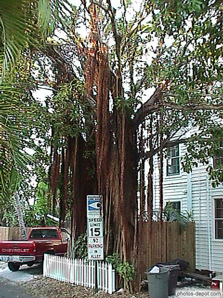 photo de grands arbres en ville