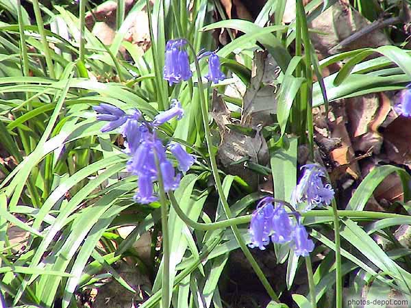 photo de plan de jacinthes à grappes