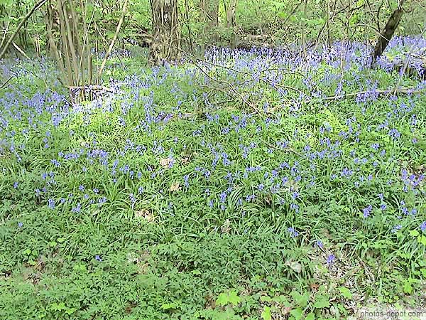 Tapis de Jacinthes à grappes dans les sous-bois