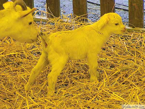 photo de cabri Mohair