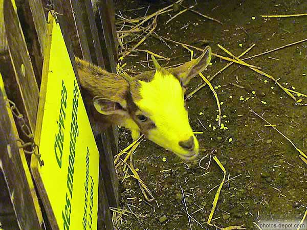 Chevreau derrière la barrière