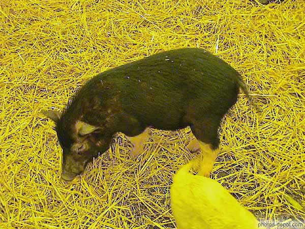 photo de cochon d'europe