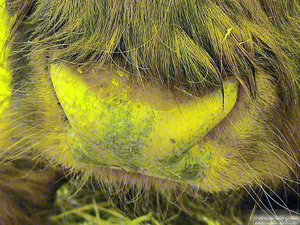 photo de muffle de vache d'écosse