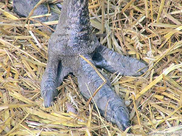 photo de patte d'autruche