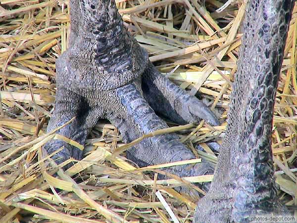 photo de pattes d'autruche