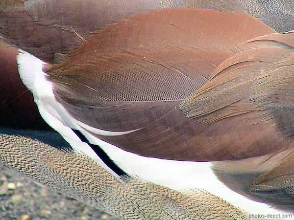 photo de plumes de canard (dos)