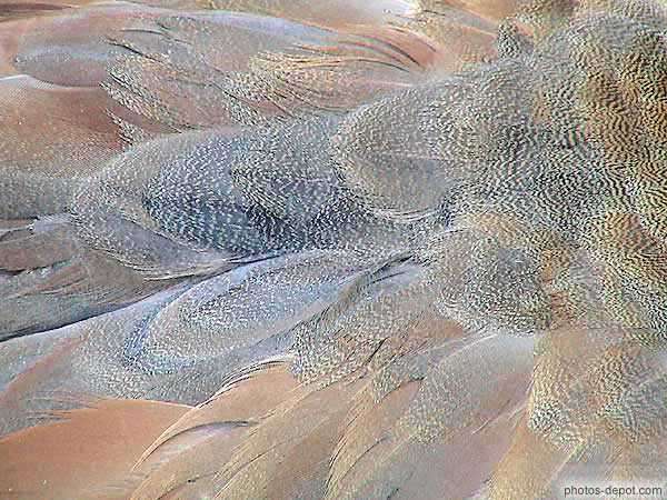 photo de plumes de canard