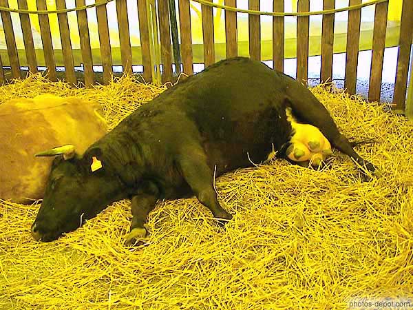 photo de vache de Jersey noire couchée
