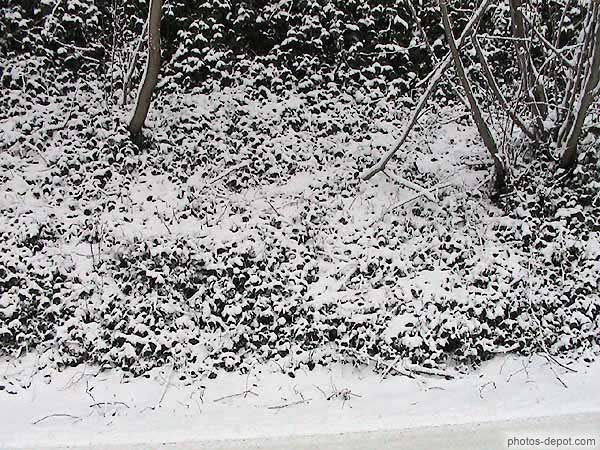 photo de sous_bois enneigé