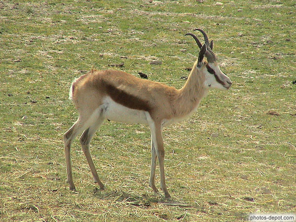 photo d'antilope Springbok