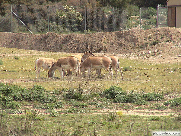 photo de ânes de Somalie