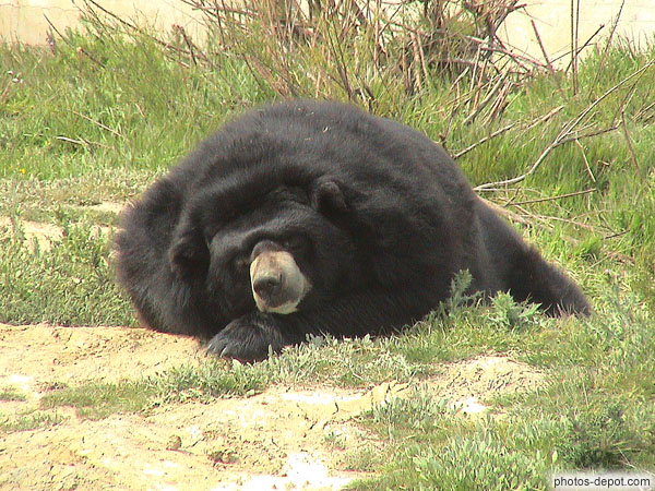 photo d'ours du Tibet