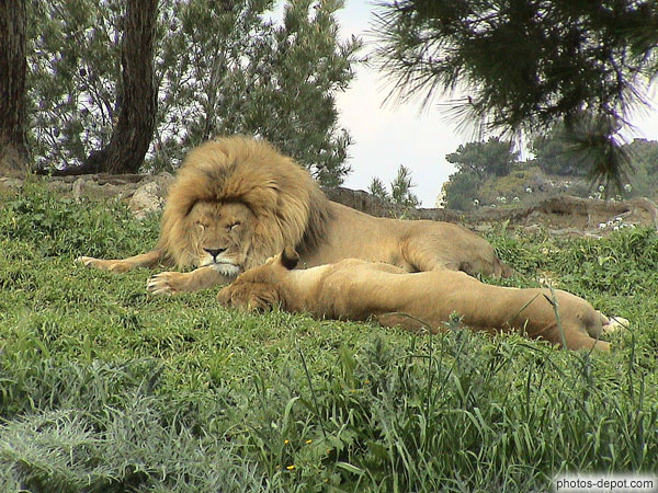 photo de Lion et lionne couchés