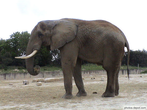photo d'Eléphant d'Afrique