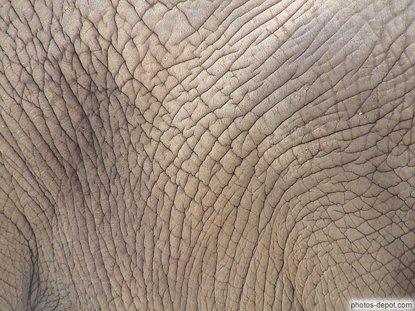photo de peau d'éléphant