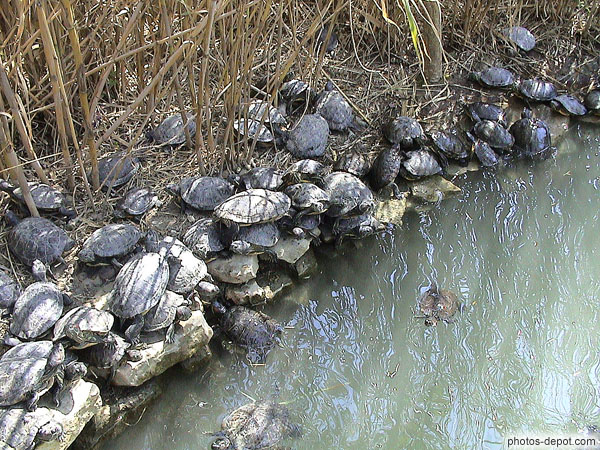 photo de centaines de tortues marchant les unes sur les autres