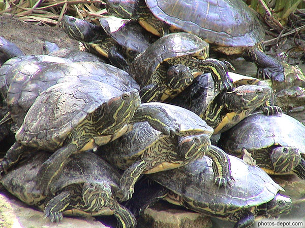 photo de tortues à oreilles rouges (de Floride)